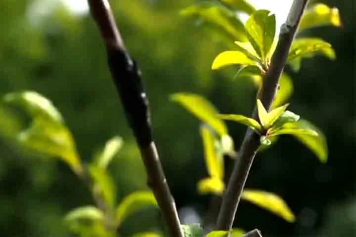 Especialistas explicam que, embora a enxertia seja comum na agricultura, criar uma árvore com tantas frutas é um processo lento e pouco viável comercialmente. 