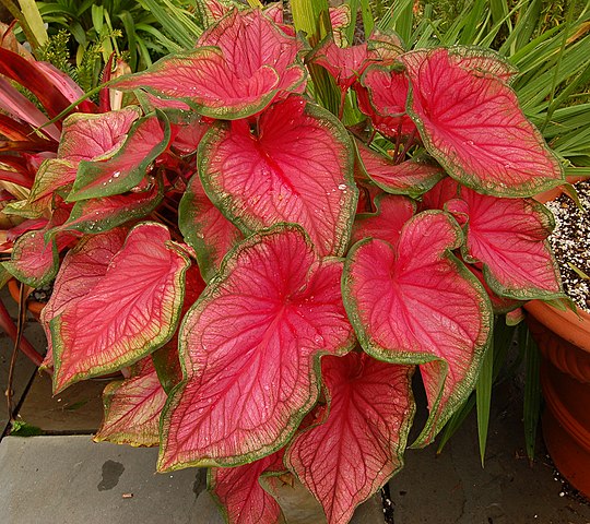 Tinhorão (Caladium spp.): Originária da América do Sul, é amplamente cultivada como planta ornamental. Contém oxalato de cálcio, que pode provocar dor intensa, inchaço e dificuldade para respirar.
