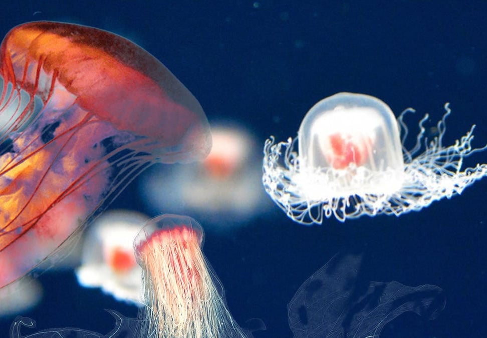 A água-viva Turritopsis não tem mais de 5 mm de comprimento, vive no Mar do Caribe e é provavelmente um dos animais mais incríveis do planeta Terra. 

