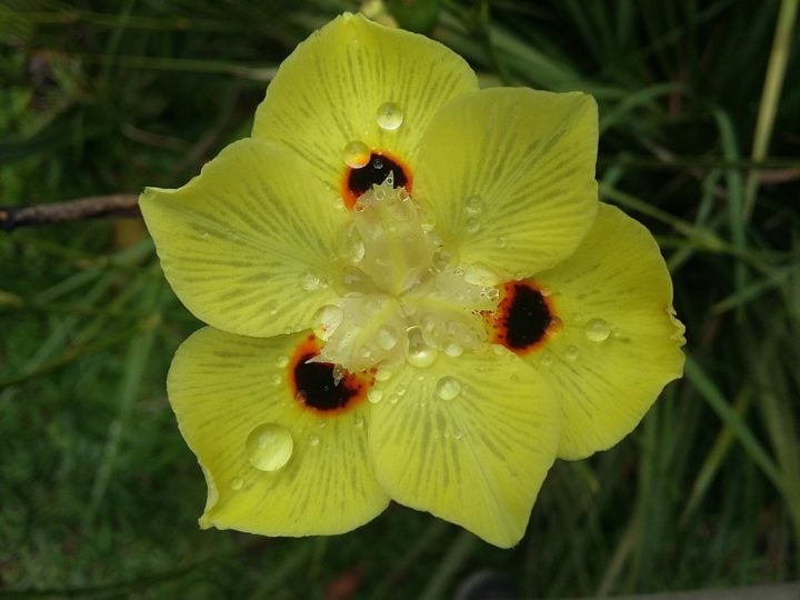 A amor-perfeito, flor típica do inverno, aparece com menos frequência, apesar de ser muito requisitada.