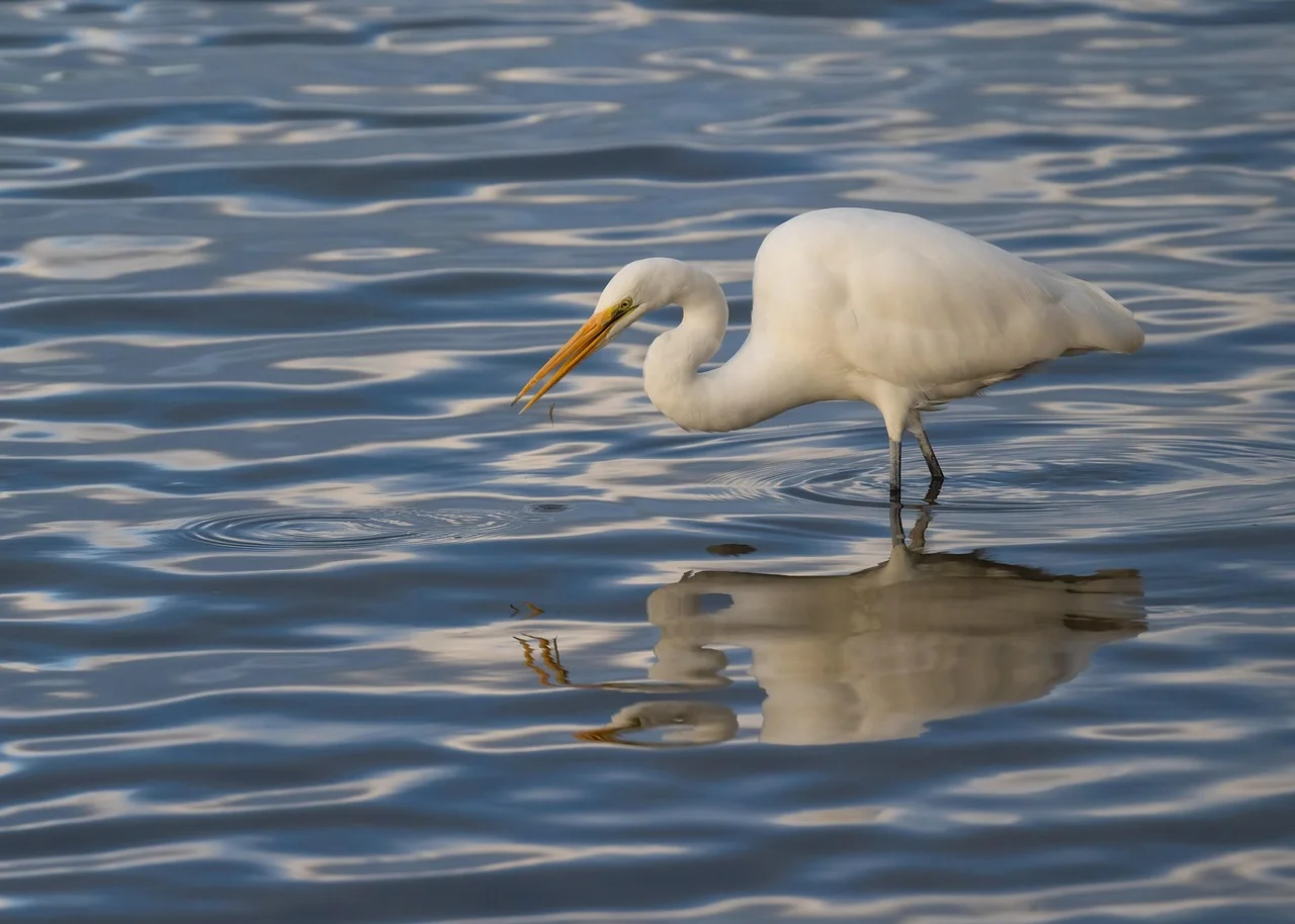 A destruição de áreas úmidas, a poluição de rios e lagos e a urbanização desordenada reduziram significativamente o espaço natural dessas aves. Em algumas regiões, como Illinois, a garça-noturna de coroa preta está ameaçada de extinção.