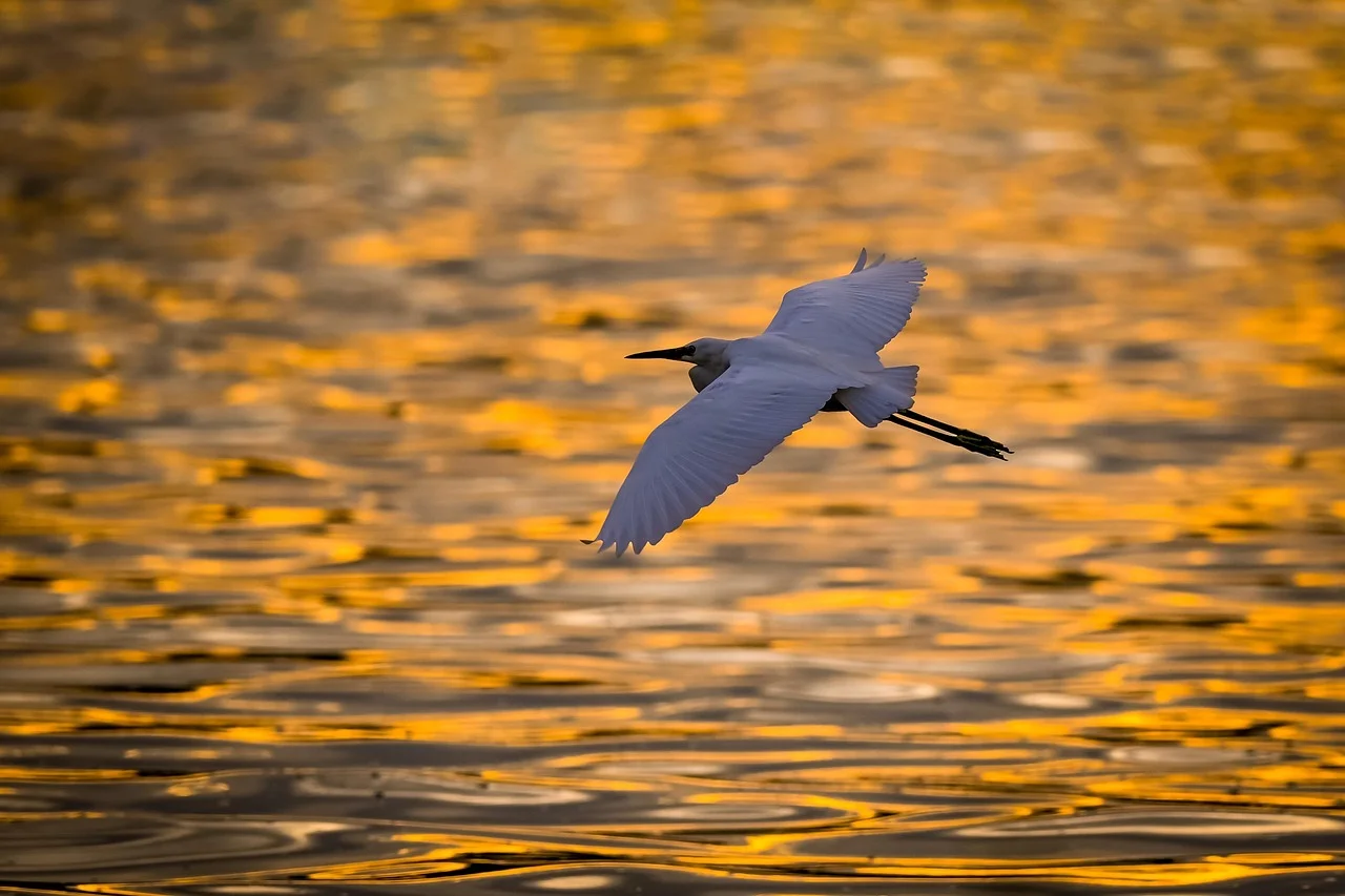 Ele indica que, com planejamento e atenção à biodiversidade, é possível criar espaços urbanos que convivam com espécies silvestres, inclusive aquelas em situação delicada.
