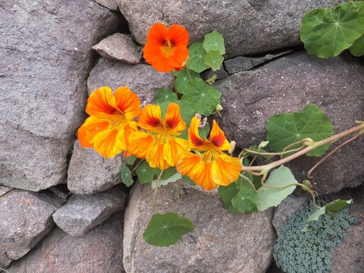 Algumas das flores comestíveis mais comuns incluem a capuchinha, que tem um sabor levemente picante, semelhante ao agrião, sendo muito usada em saladas.