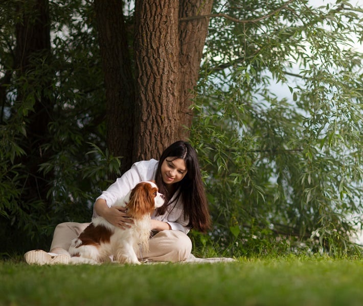 Um Cavalier, especialmente o King Charles Spaniel, nunca estará plenamente feliz se não estiver no colo do seu tutor.