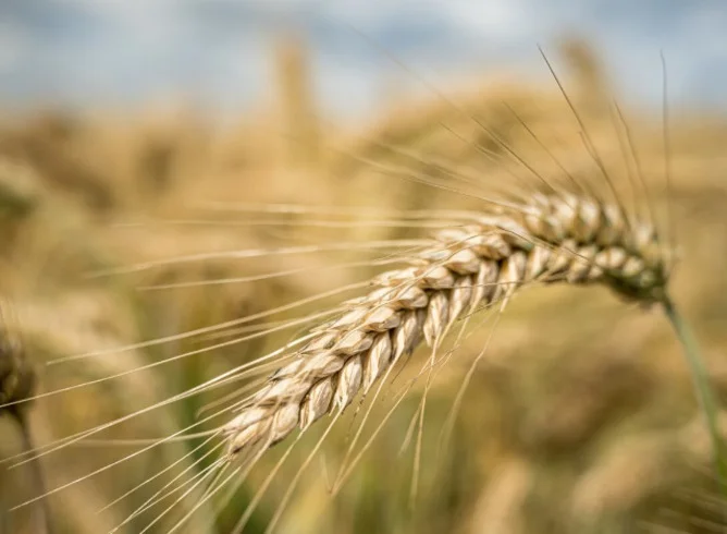 Engana-se quem acha que a cevada se limita apenas à fabricação da cerveja. Esse cereal está presente em outras fontes de alimento, traz benefícios aos indivíduos e é forte na medicina chinesa. 