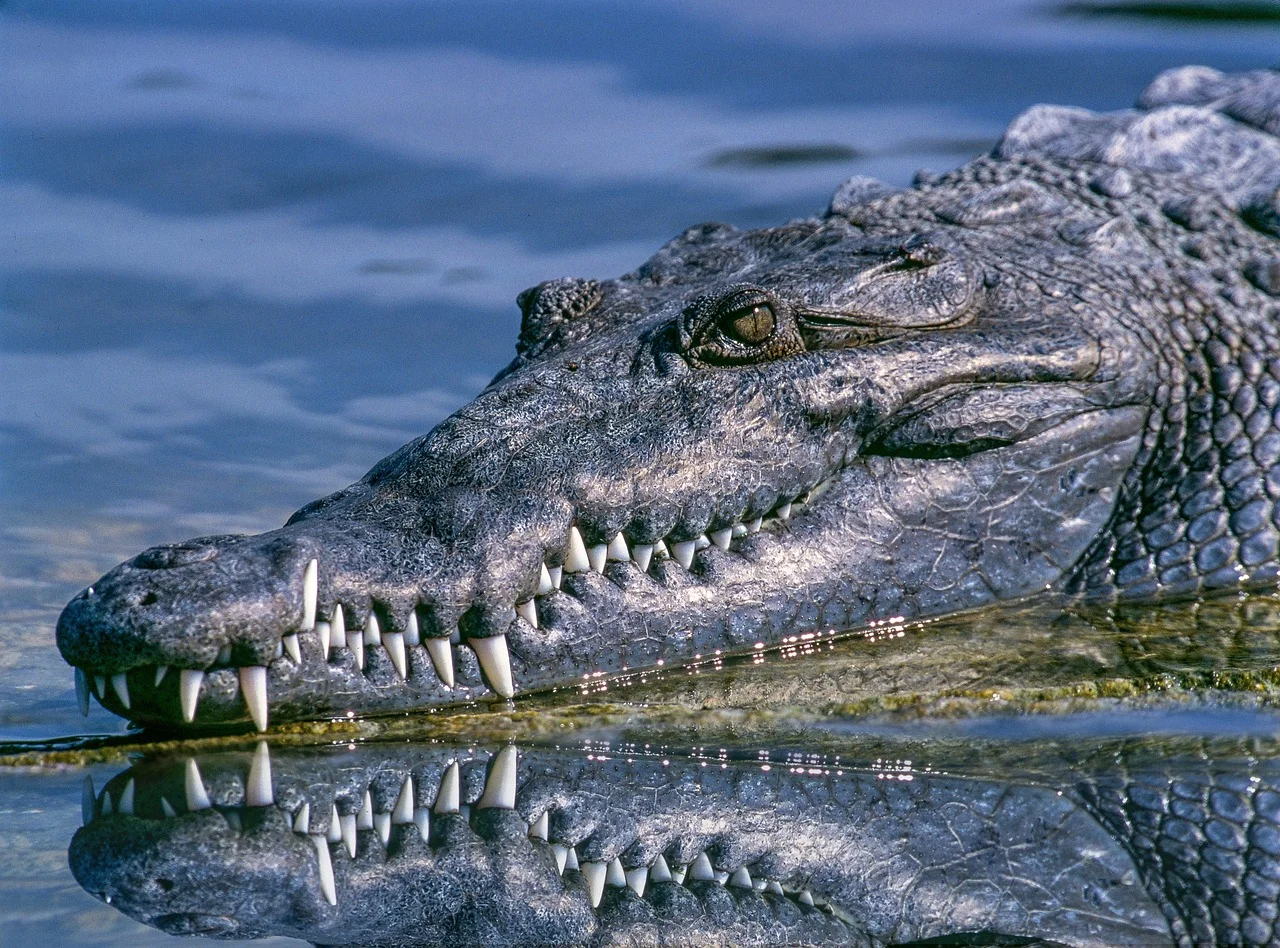 Diferem dos jacarés porque têm focinho mais estreito e em forma de V. Além disso, nos crocodilos, os dentes da mandíbula inferior ficam visíveis mesmo com a boca fechada, o que não ocorre nos jacarés. 
