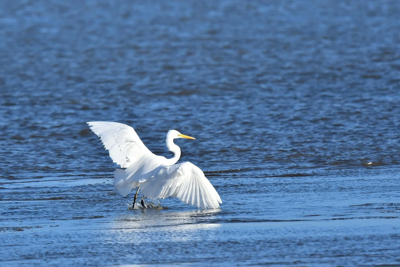 Essa cooperação aumenta as chances de sobrevivência dos filhotes em ambientes de alta densidade populacional. O instinto protetor das garças na escolha do local dos ninhos ficou evidente no zoológico. 