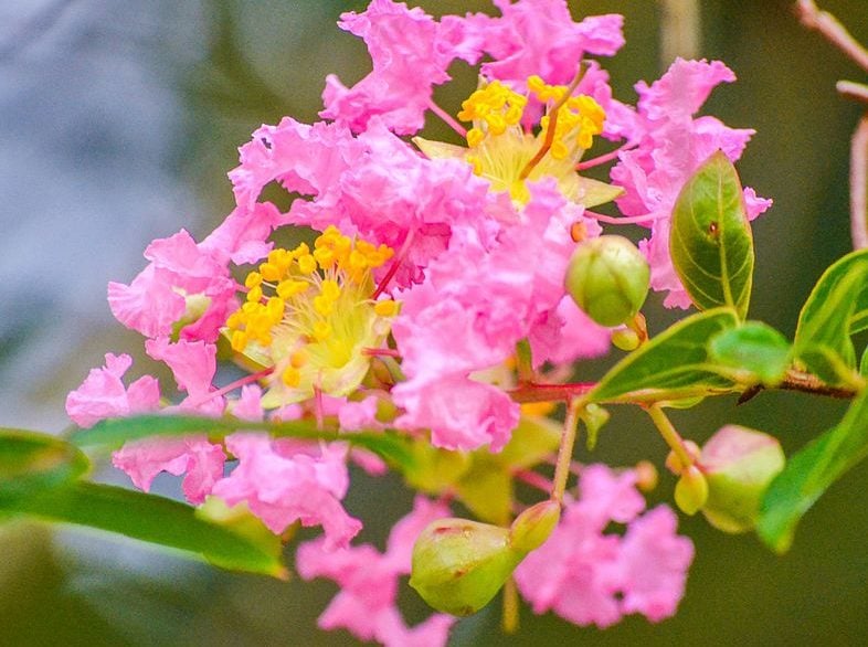 Depois de terminar os estudos, ela decidiu ingressar nesse mercado e, em 2022, iniciou o cultivo de flores comestíveis no quintal de sua casa, em Londrina, Paraná.