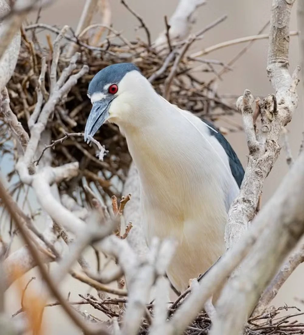 No alto das árvores do Zoológico Lincoln Park, em Chicago (EUA), uma cena curiosa surpreende os visitantes mais atentos. Ali, acima do recinto dos lobos-vermelhos, centenas de garças-noturnas de coroa preta encontraram um local ideal para se reproduzir.