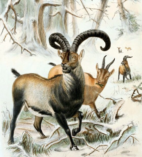 Em 2023, cientistas conseguiram criar um clone do já extinto íbex-dos-pirenéus, a partir de amostras de DNA. Porém, o animal recriado sobreviveu apenas alguns minutos.