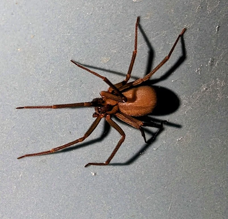 Apesar de inicialmente ser indolor, a picada da aranha-violinista pode causar a destruição de células e tecidos no local da picada, como no caso do jovem de 23 anos. Conheça outras aranhas venenosas pelo mundo!