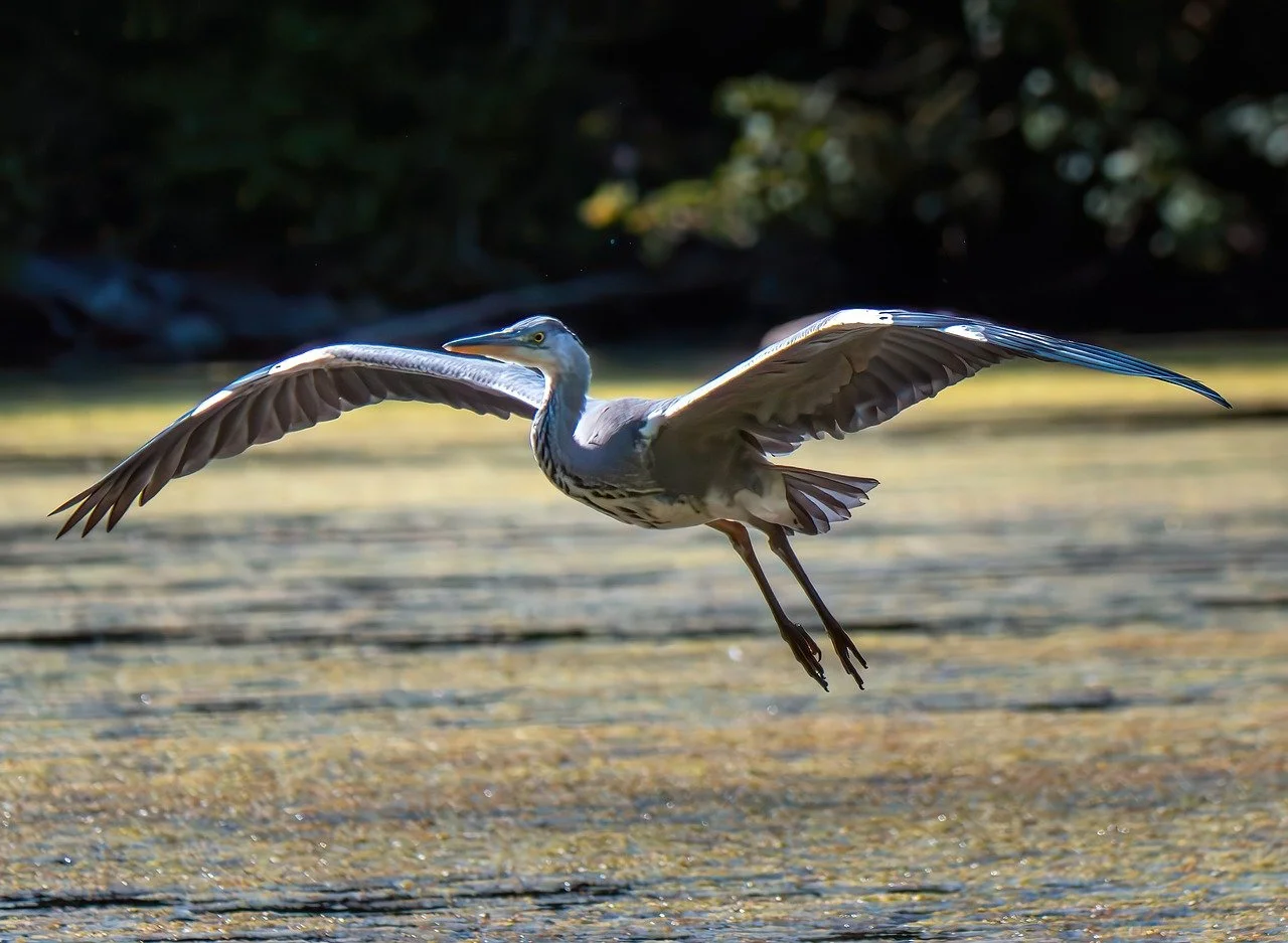A estratégia mostra a capacidade de adaptação das garças e seu instinto de preservação. Fora dos zoológicos, porém, garças enfrentam desafios cada vez maiores.