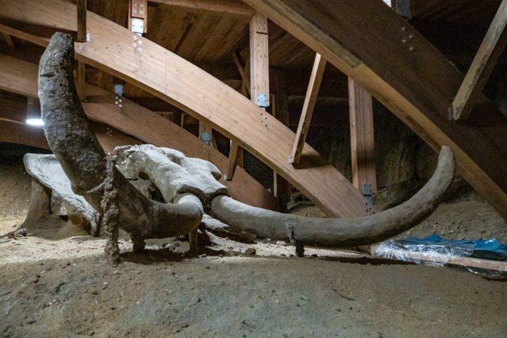 Não chega a ser tão incomum que pesquisadores encontrem carcaças desses animais nas tundras árticas.