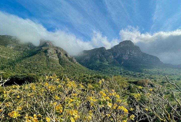 Outro lugar inspirador é a Kirstenbosch Botanical Gardens, com várias espécies de plantas. 