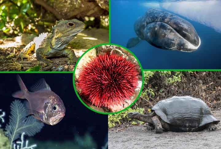 Existem animais que não vivem mais do que 24 horas. Mas também há espécies que sobrevivem milhares de anos.E  temos ainda o caso de um animal que é considerado praticamente imortal porque retoma sua forma original de tempos em tempos.  Veja quais são os 10 animais que vivem mais tempo!