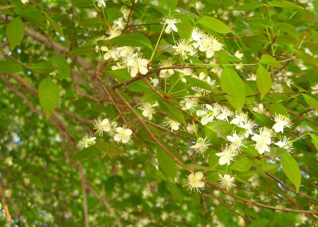 Alguns estudos em laboratório usando células do câncer de mama mostram que os polifenóis da pitanga podem ajudar a diminuir a proliferação e aumentar a morte de células desse tipo de câncer.
