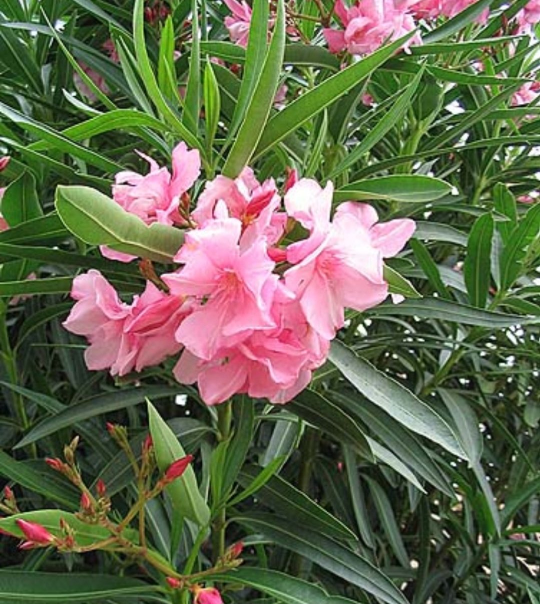 Espirradeira (Nerium oleander): Nativa do Mediterrâneo e da Ásia, é usada como ornamental em várias regiões. É altamente tóxica, podendo causar arritmias e morte se ingerida.

