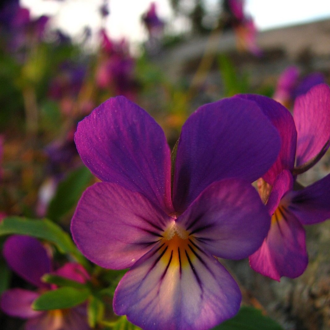 Com o crescimento da tendência, pequenos produtores brasileiros têm visto o consumo de flores comestíveis como uma chance de alavancar os negócios.