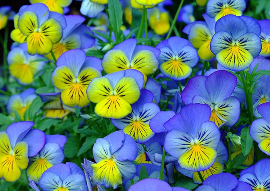 Uma pesquisa realizada pela engenheira agrônoma Lais Rosseto, identificou a existência de 90 produtores de flores comestíveis no Brasil, incluindo ela mesma.