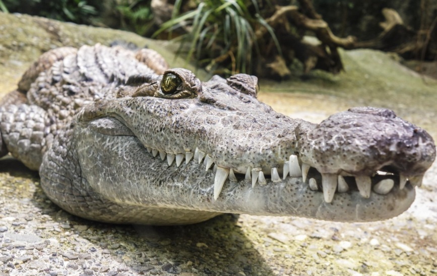 Seus olhos ficam no topo da cabeça, permitindo observar enquanto permanecem quase submersos.