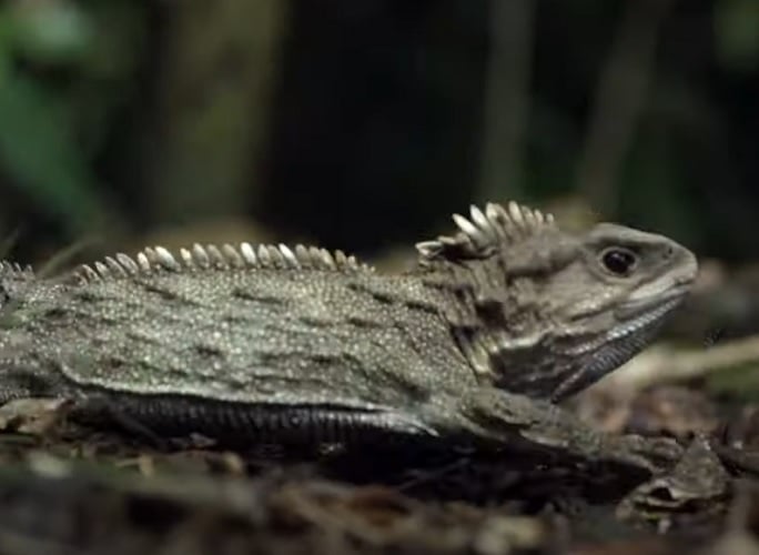 O tuatara deixa de crescer por volta dos 50 anos de idade, quando atinge 45 a 61 cm, pesando entre 500 gramas e 1 kg. Além disso, o tuatara tem uma outra curiosidade: possui um terceiro olho. Há registros de um tuatara que viveu pouco mais de 111 anos. 