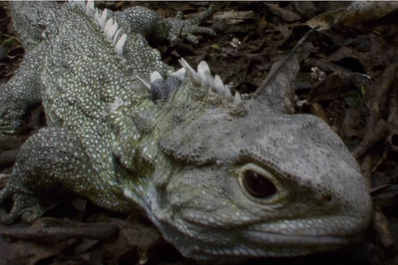 Tuatara (Sphenodon punctatus) é o réptil vivo mais antigo da Terra - mais de 200 milhões de anos. Os tuataras habitam zonas de floresta e praias de cerca de trinta ilhas ao largo da Ilha Norte da Nova Zelândia.
