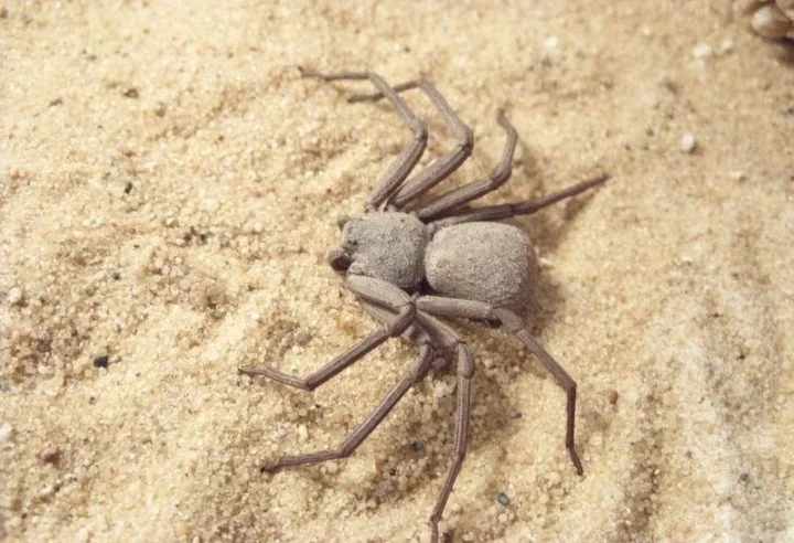 Aranha-da-areia (Sicarius sp.): Pertencente ao gênero Sicarius, é uma aranha fascinante e perigosa, conhecida por sua habilidade de se camuflar na areia e pelo veneno potente. Habita regiões desérticas da América do Sul e da África.