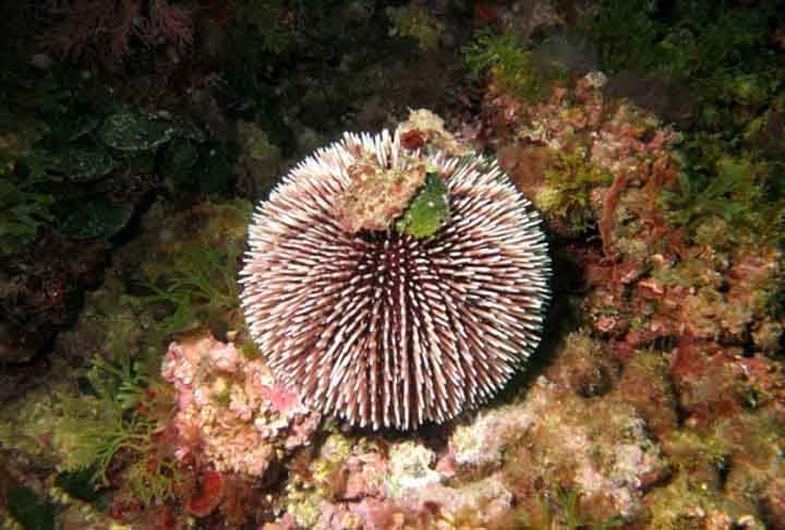 O ouriço-do-mar vermelho tem cerca de 20 centímetros de diâmetro e tem espinhos de até 8 cm. É o maior ouriço-do-mar existente. Ele se alimenta principalmente de algas e pode ser particularmente voraz. Além disso, pode chegar a 200 anos de vida.