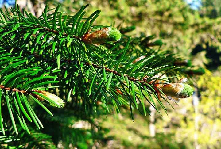 As árvores coníferas são perenes, com folhas em formato de agulha e cones que protegem as sementes. Formam belo cenário na natureza de lugares frios.
