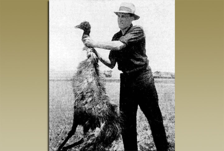 Os emus tinham sua estratégia natural, uma tática de sobrevivência, algo ignorado pelos militares australianos. 