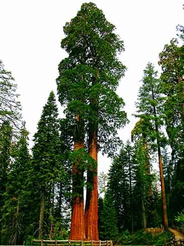As folhas finas e resistentes, em forma de agulhas, reduzem a perda de água, permitindo sobrevivência em climas secos.
Os troncos retos e robustos, cobertos por casca espessa que protege contra o frio e incêndios.
