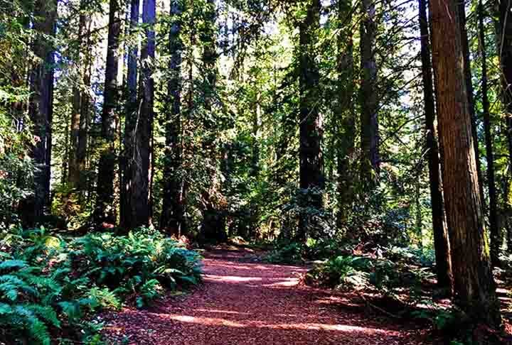 Sua estrutura e fisiologia evoluíram para prosperar em ambientes hostis, garantindo sua sobrevivência. Veja locais que têm belas florestas de coníferas pelo mundo.

