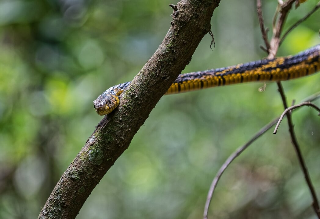Duwe contou que, primeiro, a cobra subiu na cama e os moradores saíram correndo. 