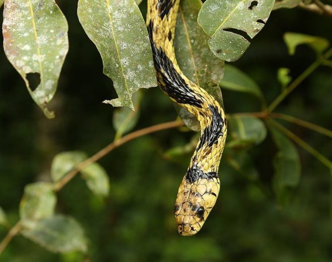 A caninana é uma espécie nativa da América Central e da América do Sul. Atinge 12 km/h. 