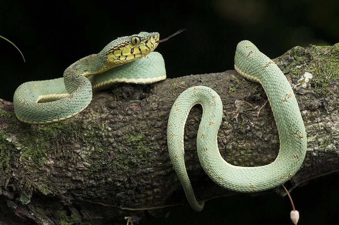 Fica em árvores, camuflada, e morde a parte de cima dos animais. Mede até 1 metro e come aves e mamíferos. Seu veneno causa sangramentos, hematomas e perda de consciência. A foto foi feita na Bahia pelo herpetólogo Renato Gaiga, nas aventuras pelo Terra da Gente.