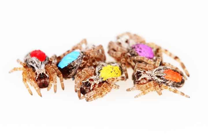 Os cientistas marcaram as aranhas individualmente com tinta para monitorar seus comportamentos, mas descobriram que qualquer padrão consistente durava pouco tempo. 