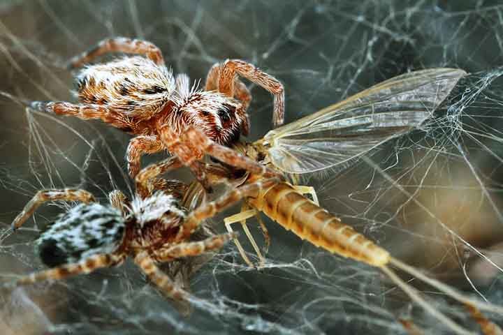 As aranhas caçam juntas, capturando presas que seriam muito grandes para uma aranha solitária. 
