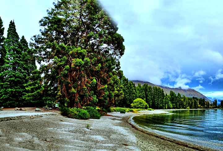 Nova Zelândia - Florestas de coníferas, como os kauris, são símbolos nacionais, conhecidas por sua longevidade.
