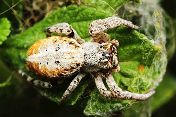 As aranhas sociais africanas são nativas das regiões áridas e semiáridas do sul da África, como a Namíbia e a África do Sul.