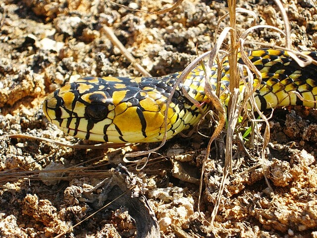 A caninana é mais ativa durante o dia. Mas também pode estar (bem) acordada durante a noite. 