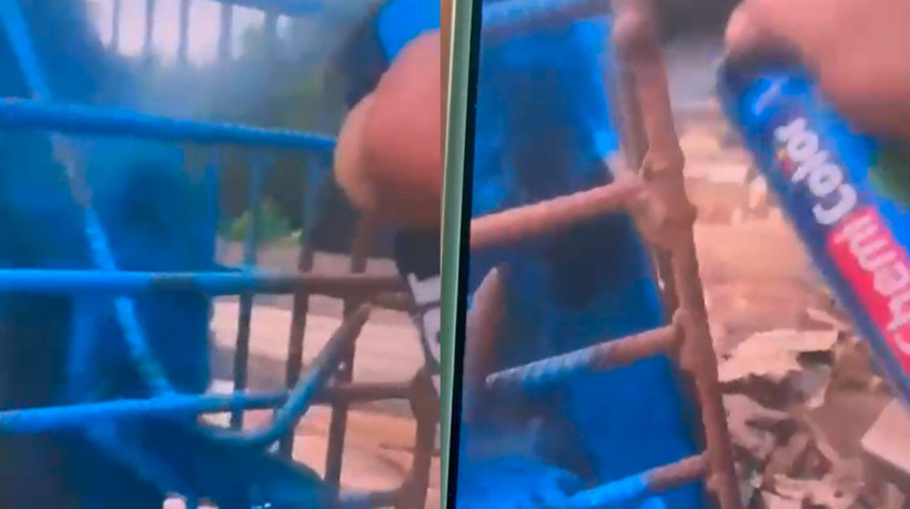 PCMG investiga crime de maus-tratos contra macaco