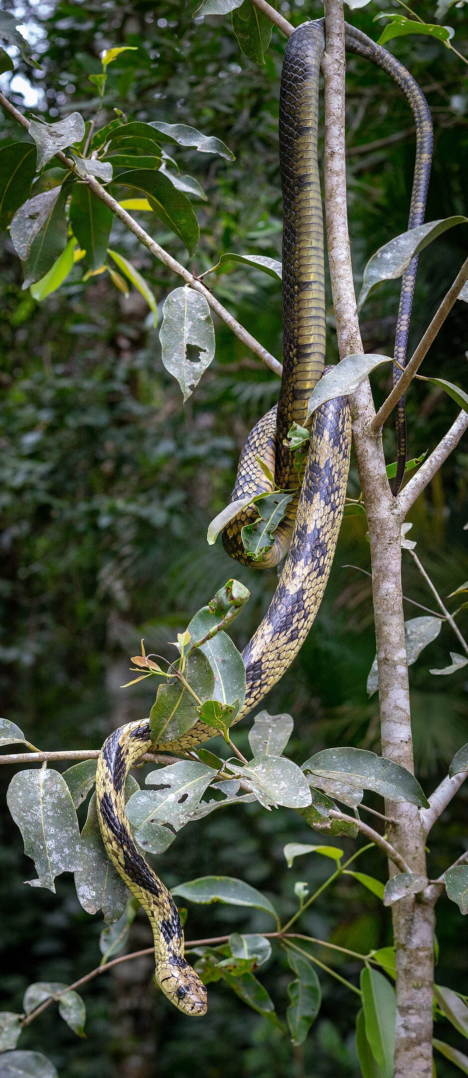 A serpente pode ter diferentes tamanhos, atingindo até 2,5 metros de comprimento. É uma das maiores cobras da Mata Atlântica.
