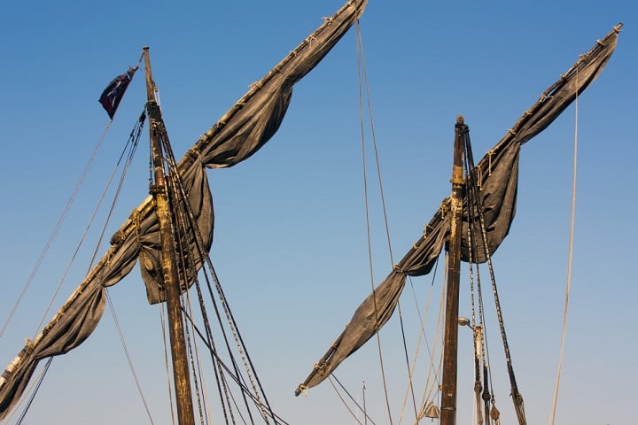 Originárias da África, as lagartixas chegaram ao Brasil por intermédio dos navios negreiros.