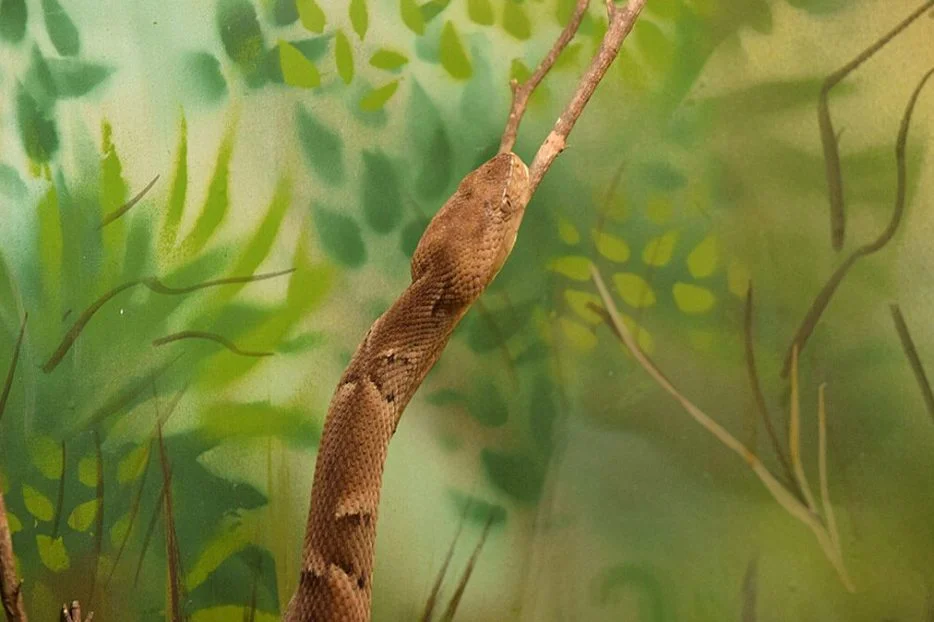 Caiçara - Encontrada no sudoeste brasileiro. 