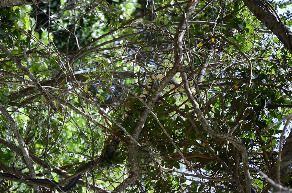 Essa cobra pode ser encontrada tanto nas árvores como no chão. 