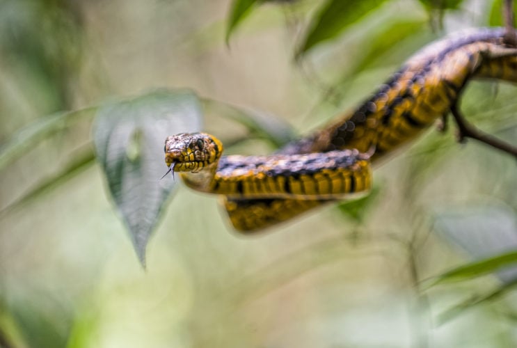 Essa cobra pode até morder, mas não é peçonhenta, ou seja, não tem veneno. 