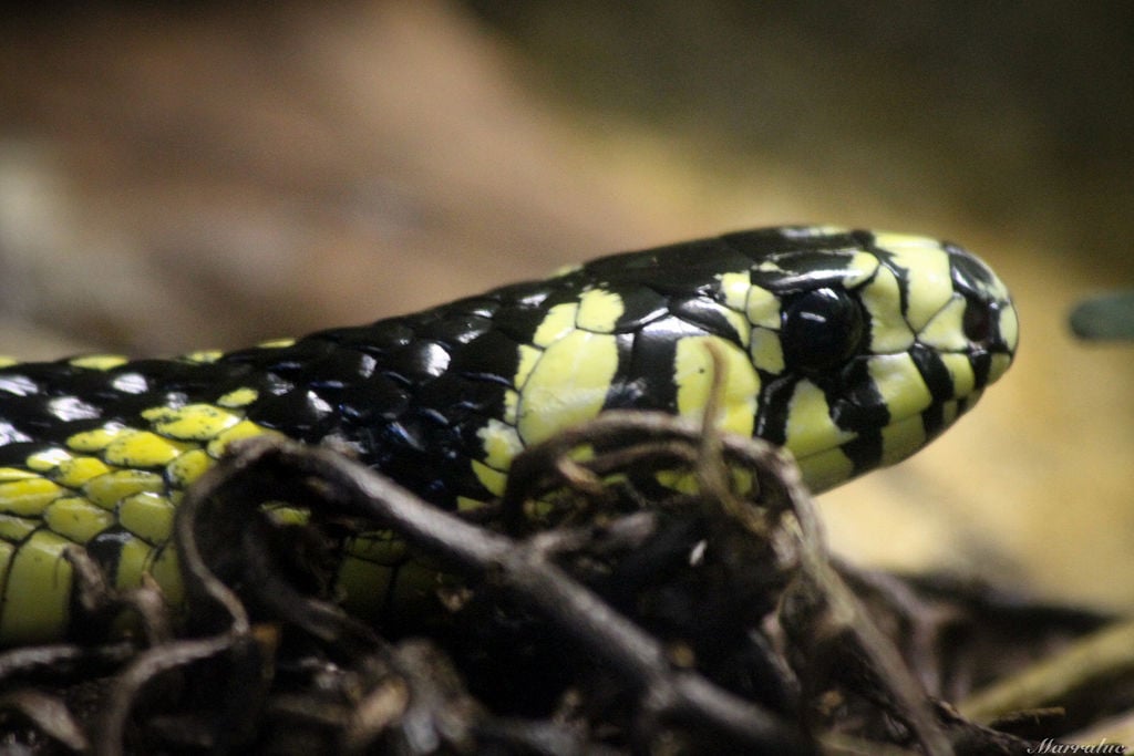 Esta espécie de serpente é encontrada em todo o Brasil, menos na Região dos Pampas, no Rio Grande do Sul. 