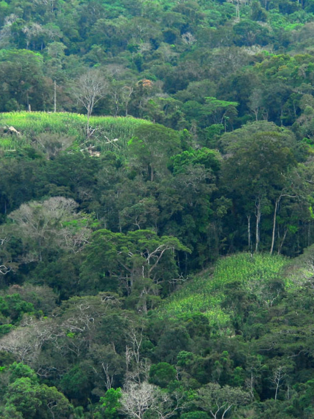 Como se vê a questão ambiental é um foco frequente de queixas por parte de diversos famosos, que acham que o Brasil deveria cuidar melhor das florestas, fundamentais para o meio ambiente do mundo, e impedir queimadas e desmatamentos.