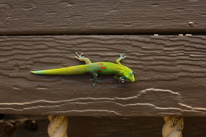 Sua pele geralmente é coberta por pequenas escamas e pode apresentar colorações variadas, dependendo da espécie e do ambiente em que vivem.