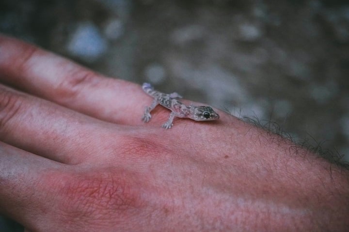 Diferentemente do que se pensa, as lagartixas não transmitem doenças e ainda ajudam no controle de pragas, protegendo plantas e reduzindo a presença de insetos indesejados.